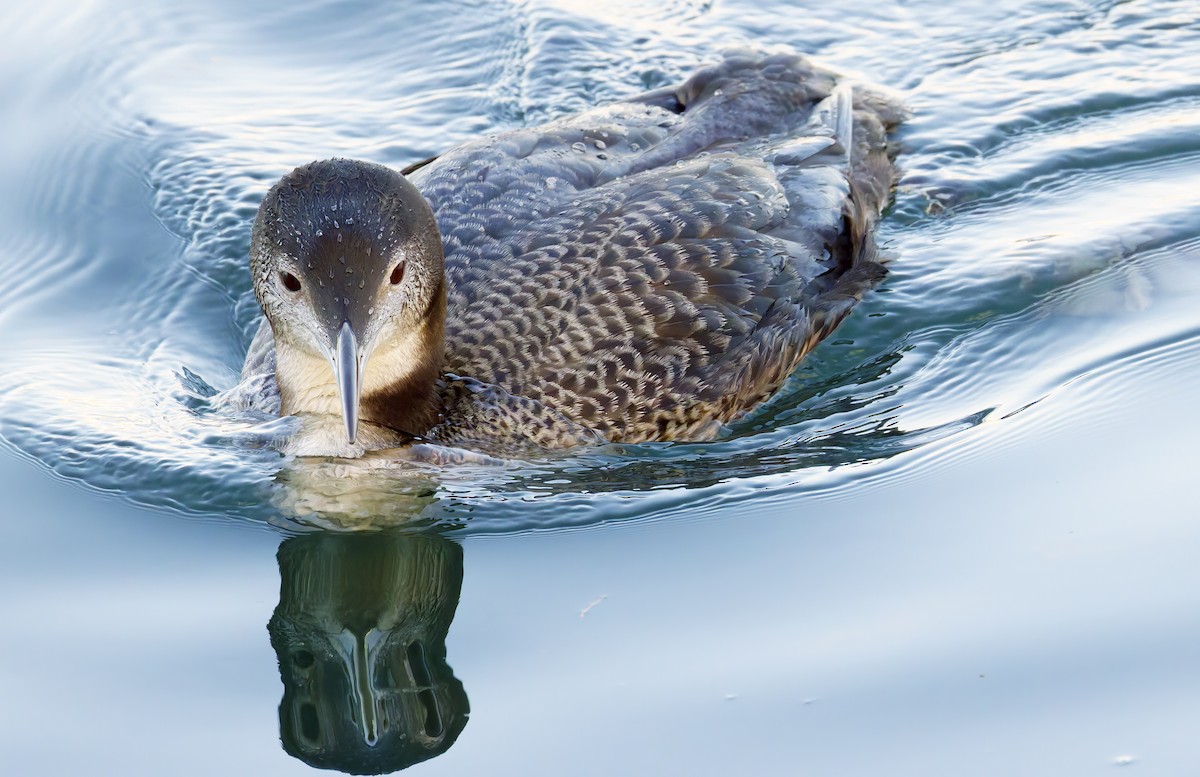 Черноклювая гагара - ML645237695