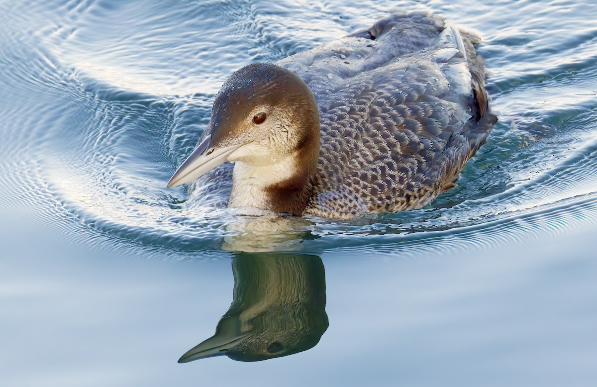 Черноклювая гагара - ML645237696