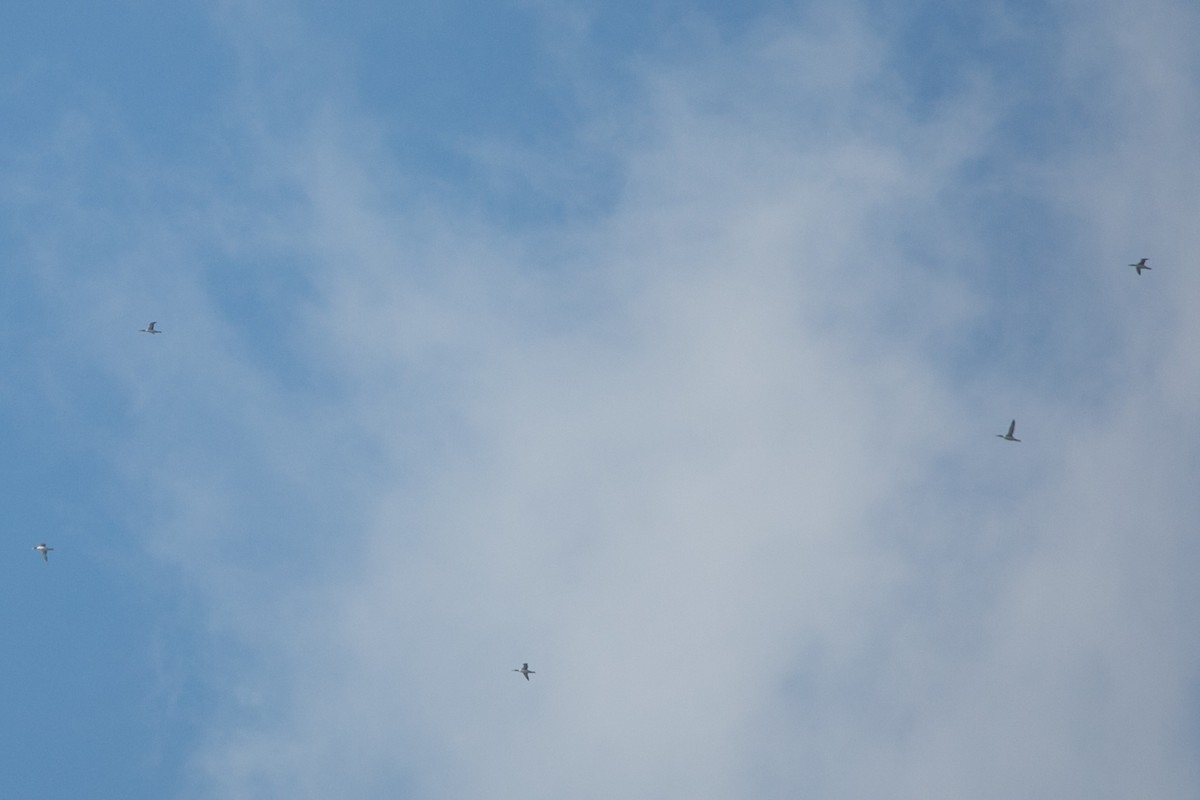 Common Loon - ML645237697