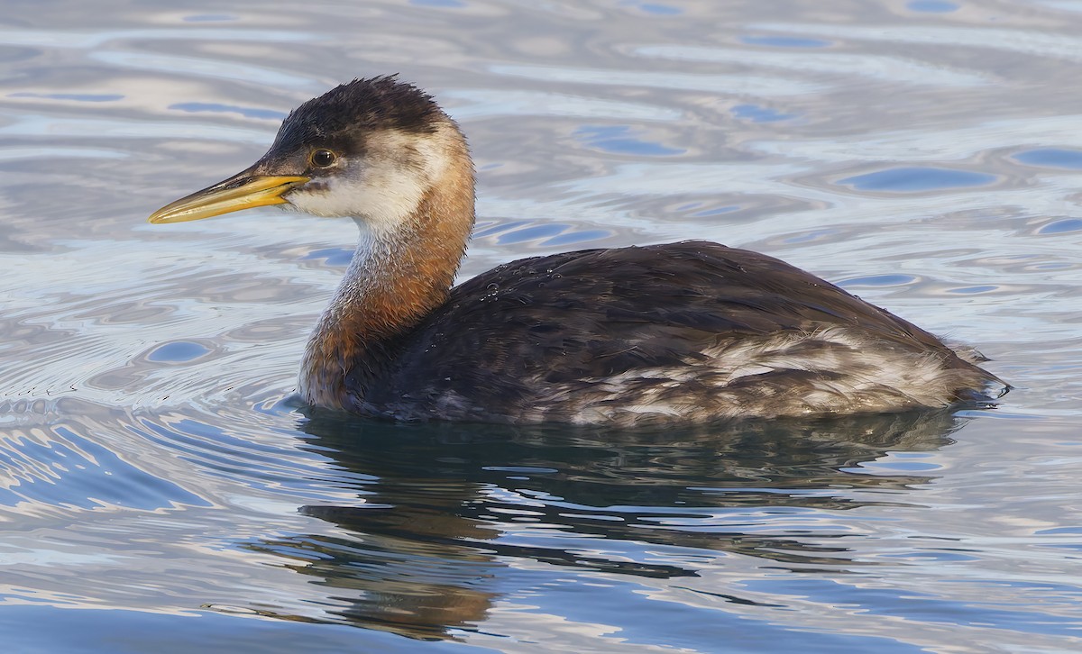 Пірникоза сірощока - ML645237703