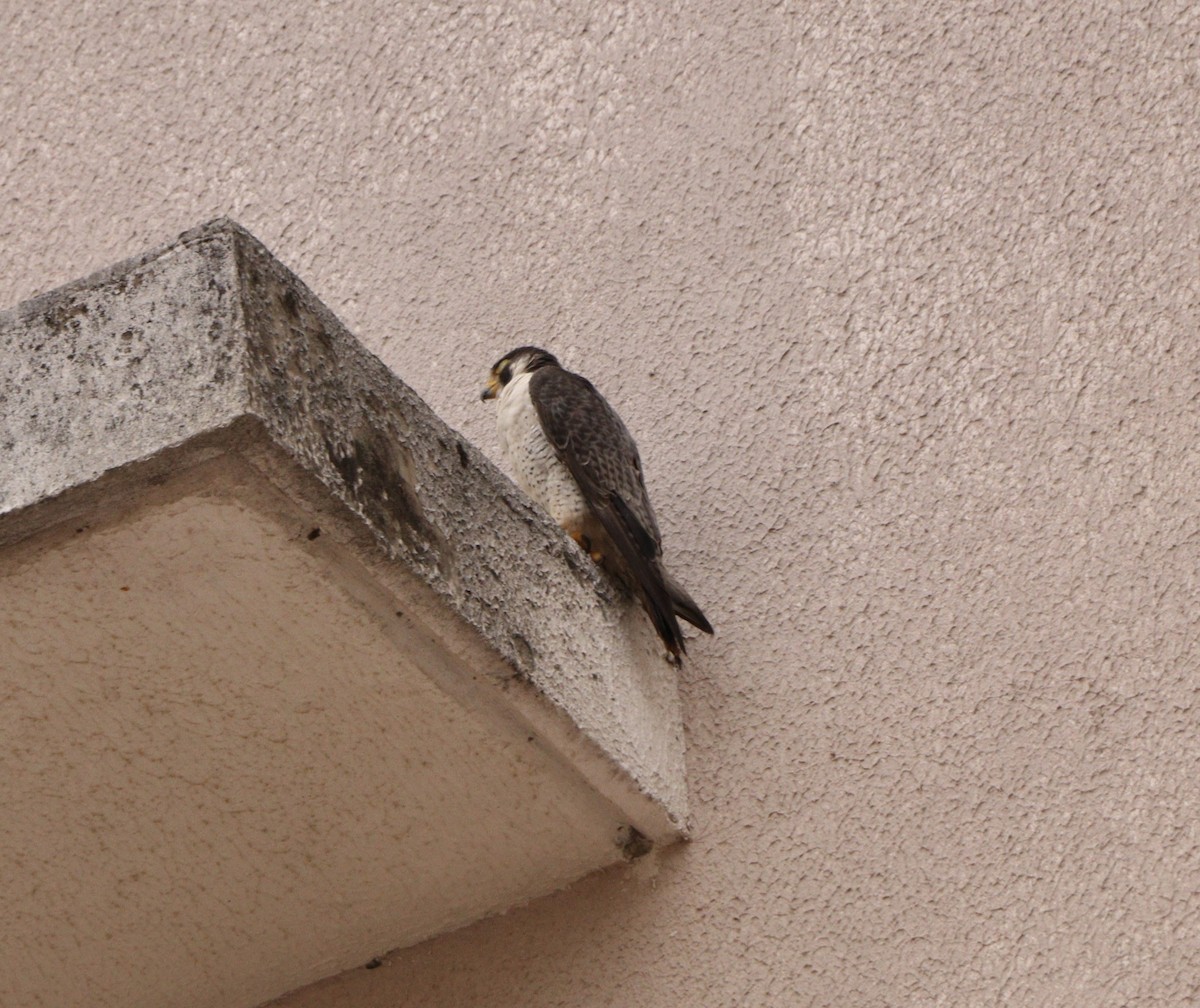 sokol stěhovavý - ML645237717