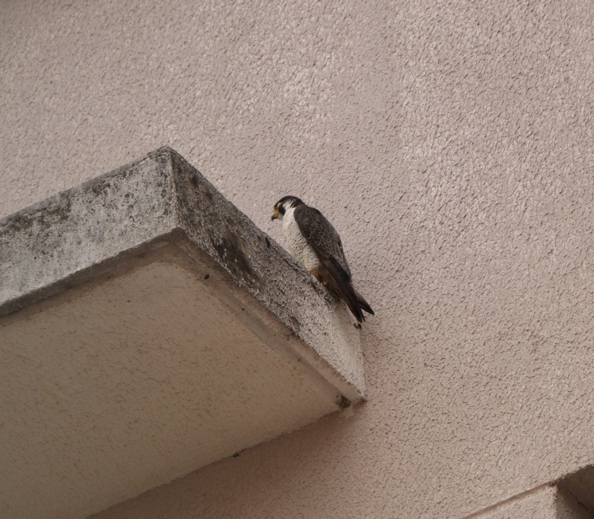 sokol stěhovavý - ML645237718