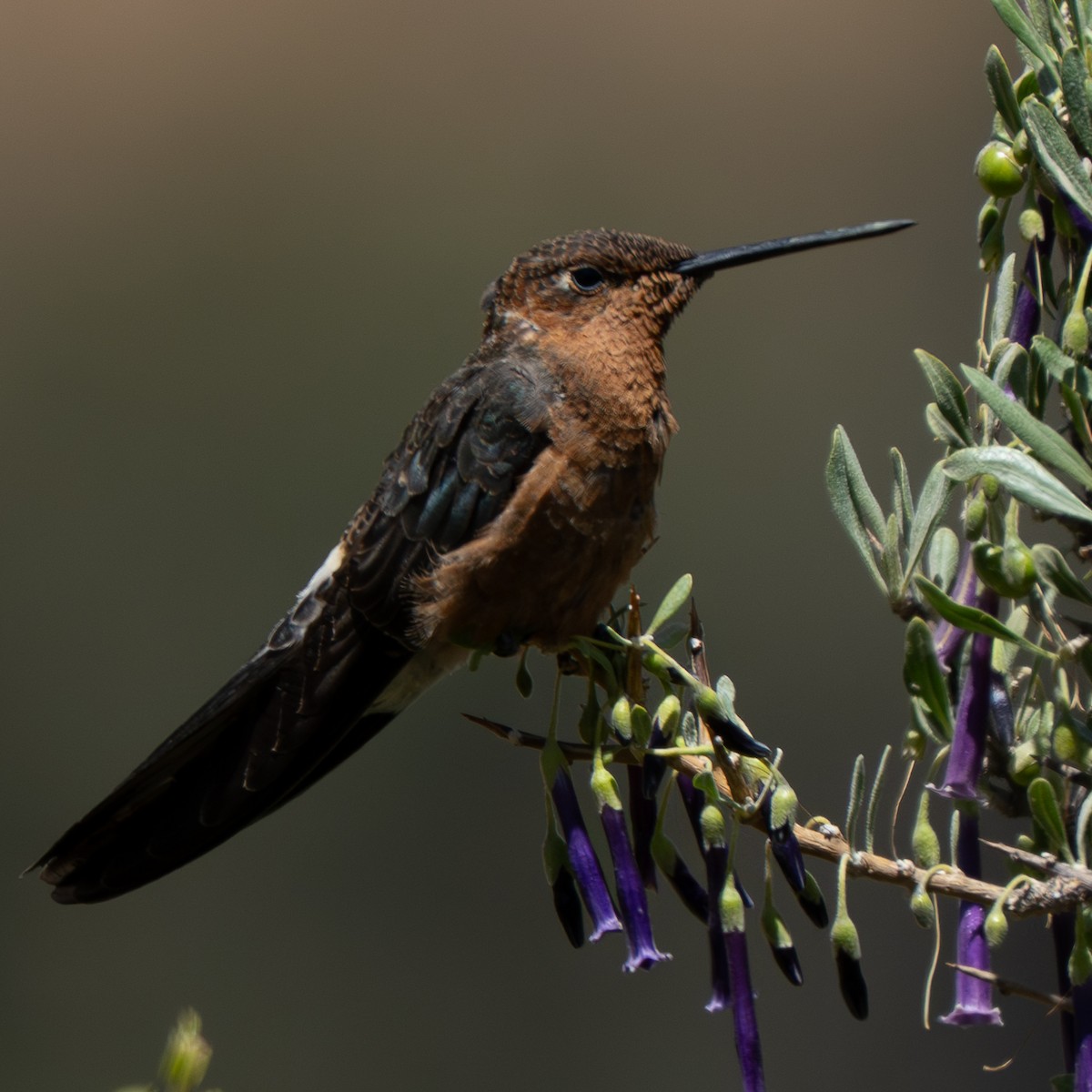 kjempekolibri - ML645237725