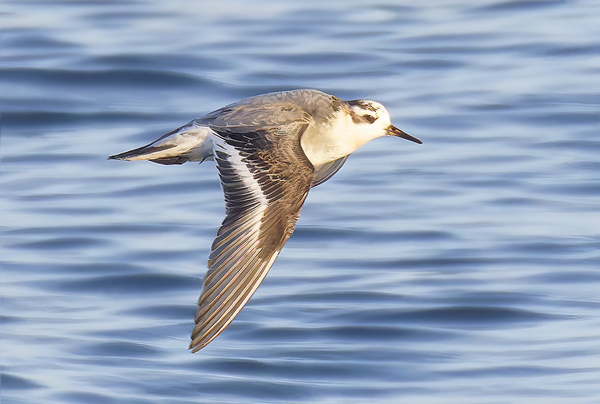 Плосконосый плавунчик - ML645237731