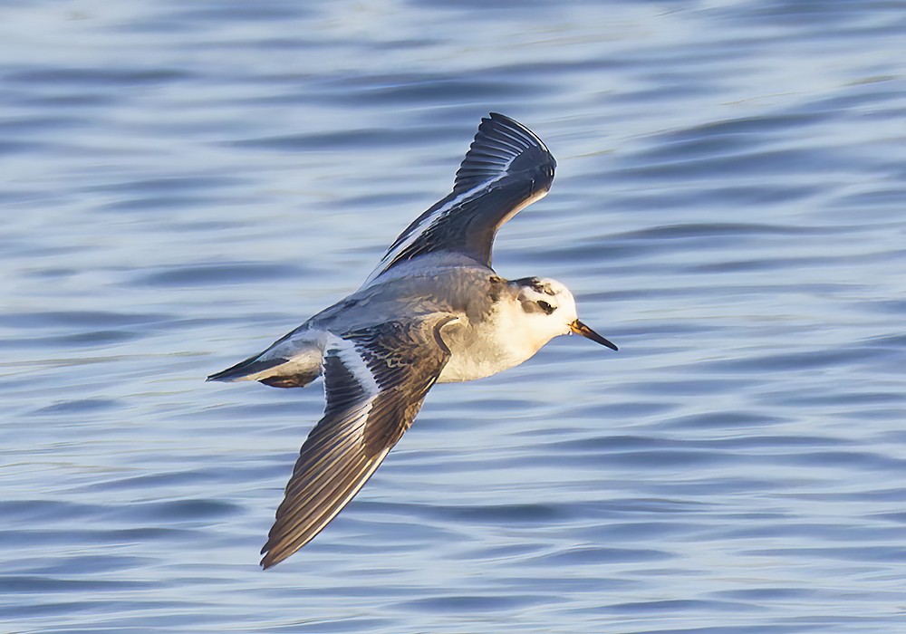 Плосконосый плавунчик - ML645237732