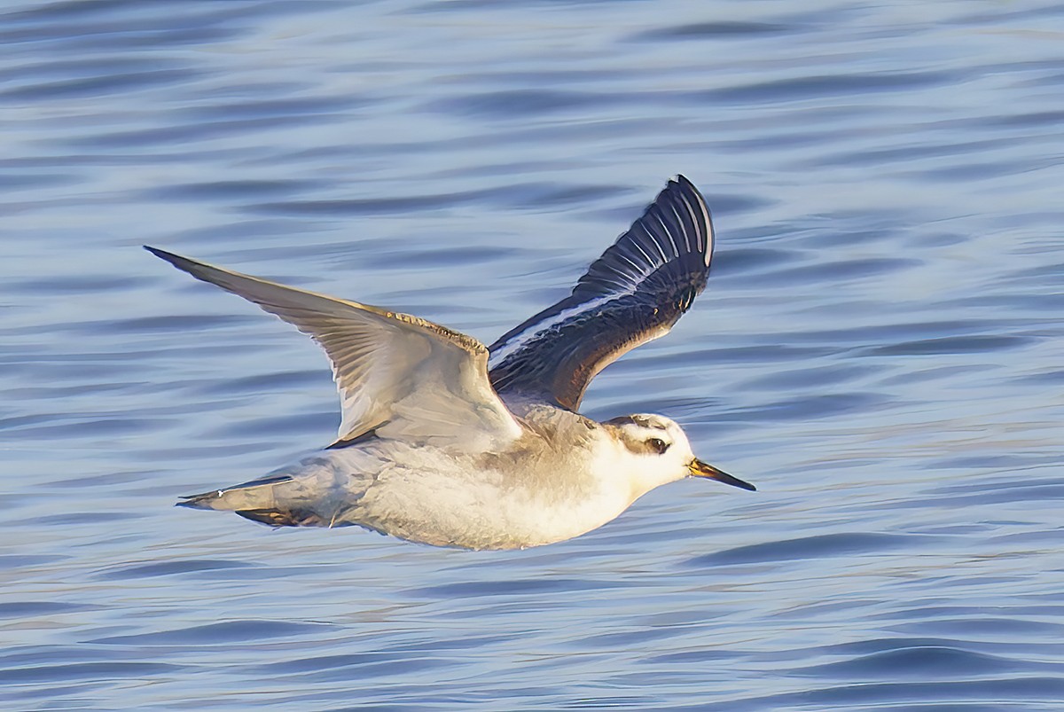 Плосконосый плавунчик - ML645237733