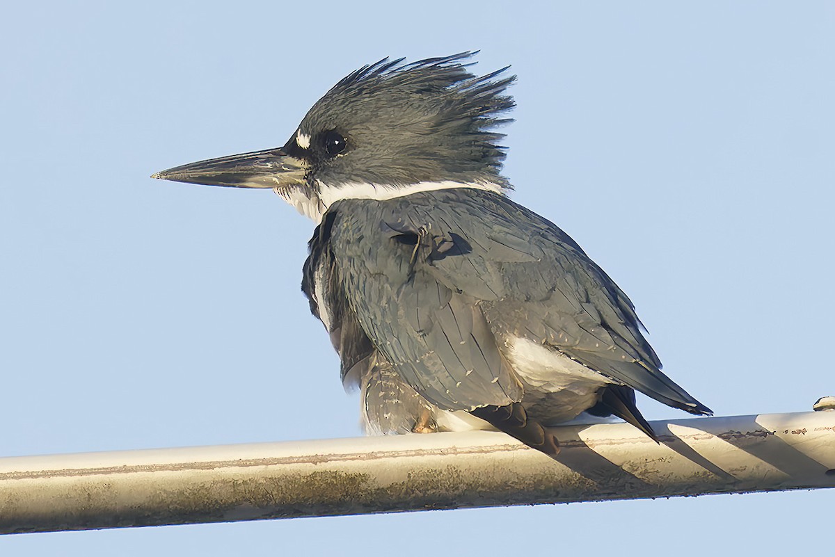 Опоясанный зимородок - ML645237736