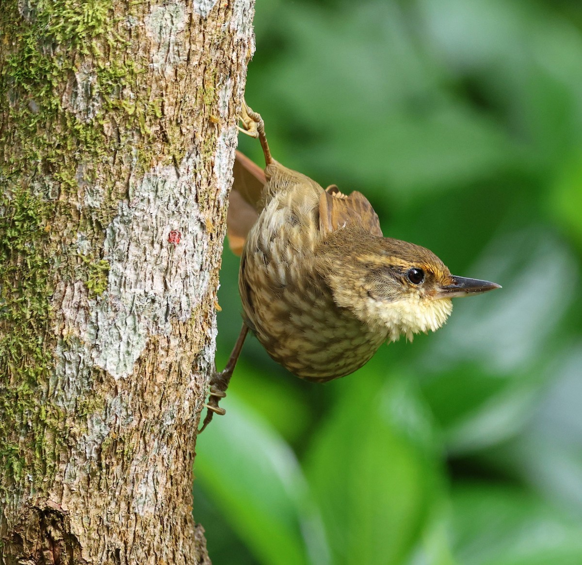 Buff-browed Foliage-gleaner - ML645237737