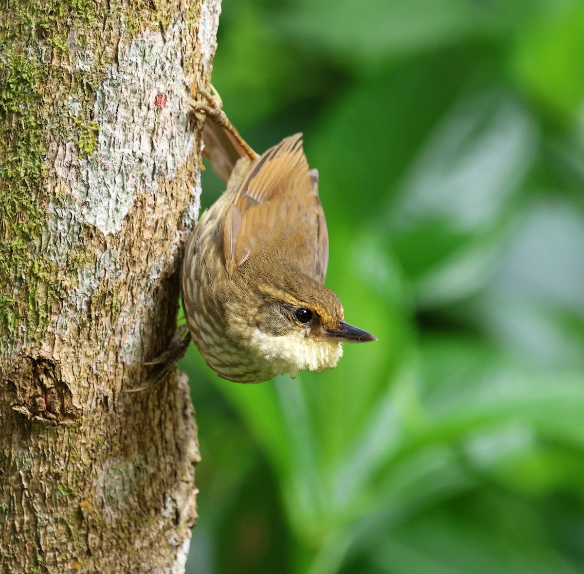 Buff-browed Foliage-gleaner - ML645237738