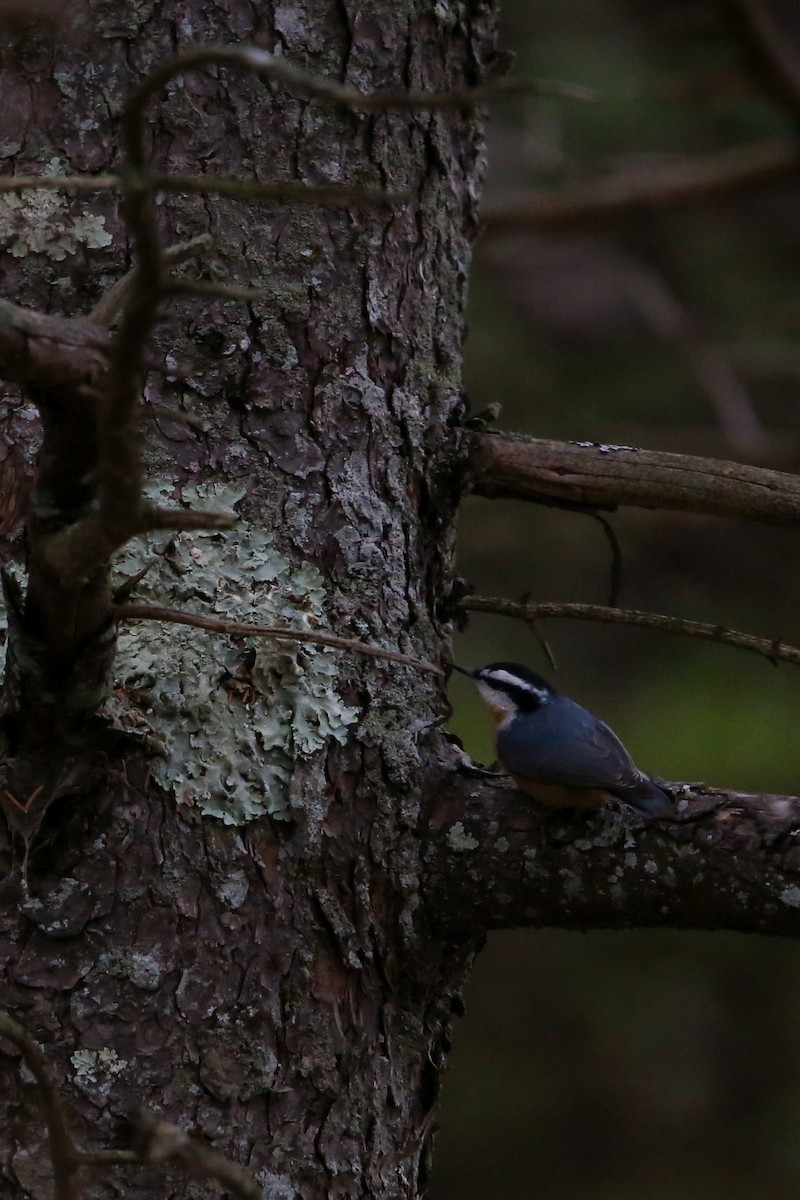 Red-breasted Nuthatch - ML645237751