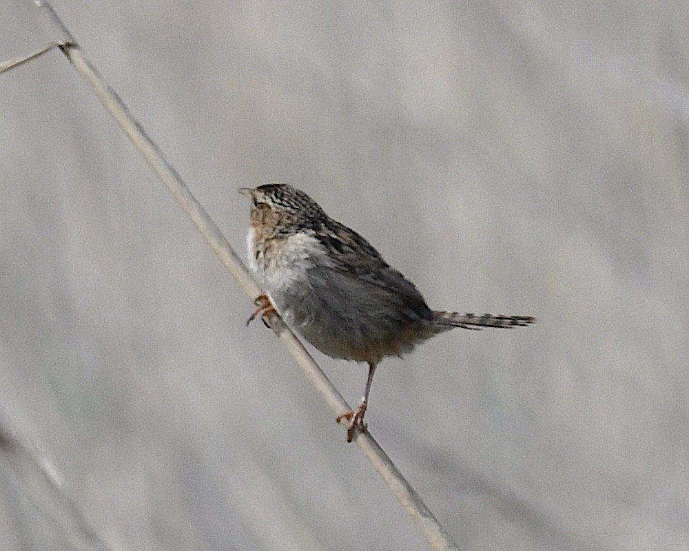Pampazaunkönig (hornensis/falklandicus) - ML645237754