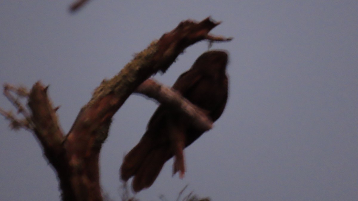 Eastern Whip-poor-will - ML645237760