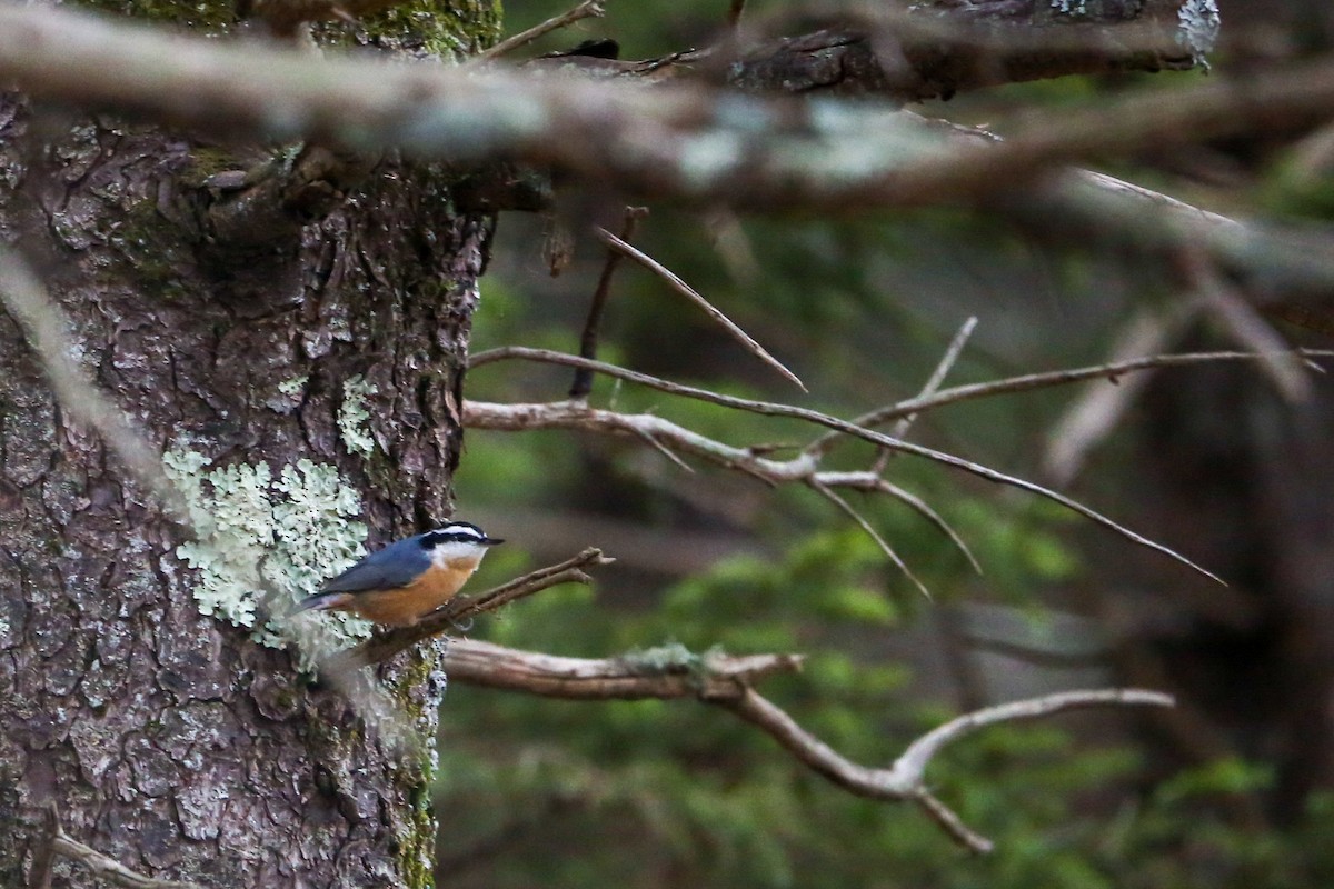 Red-breasted Nuthatch - ML645237761