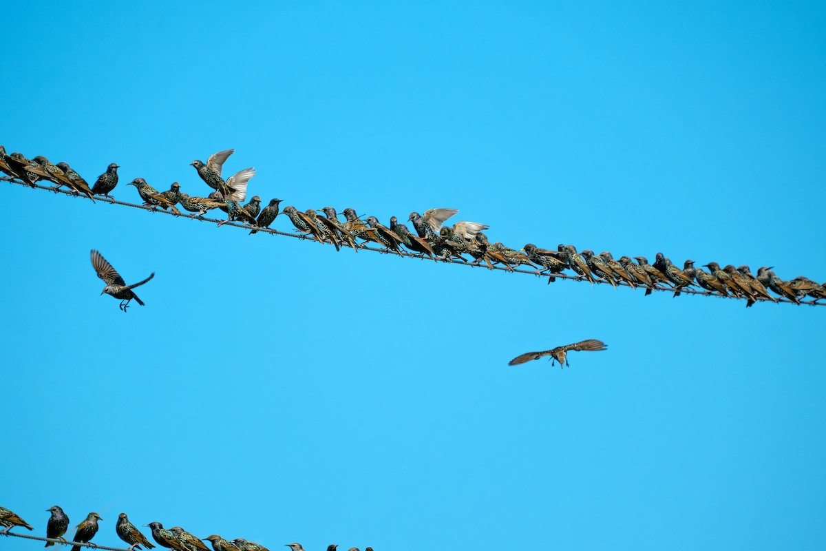 Arabazozo pikarta - ML645237762