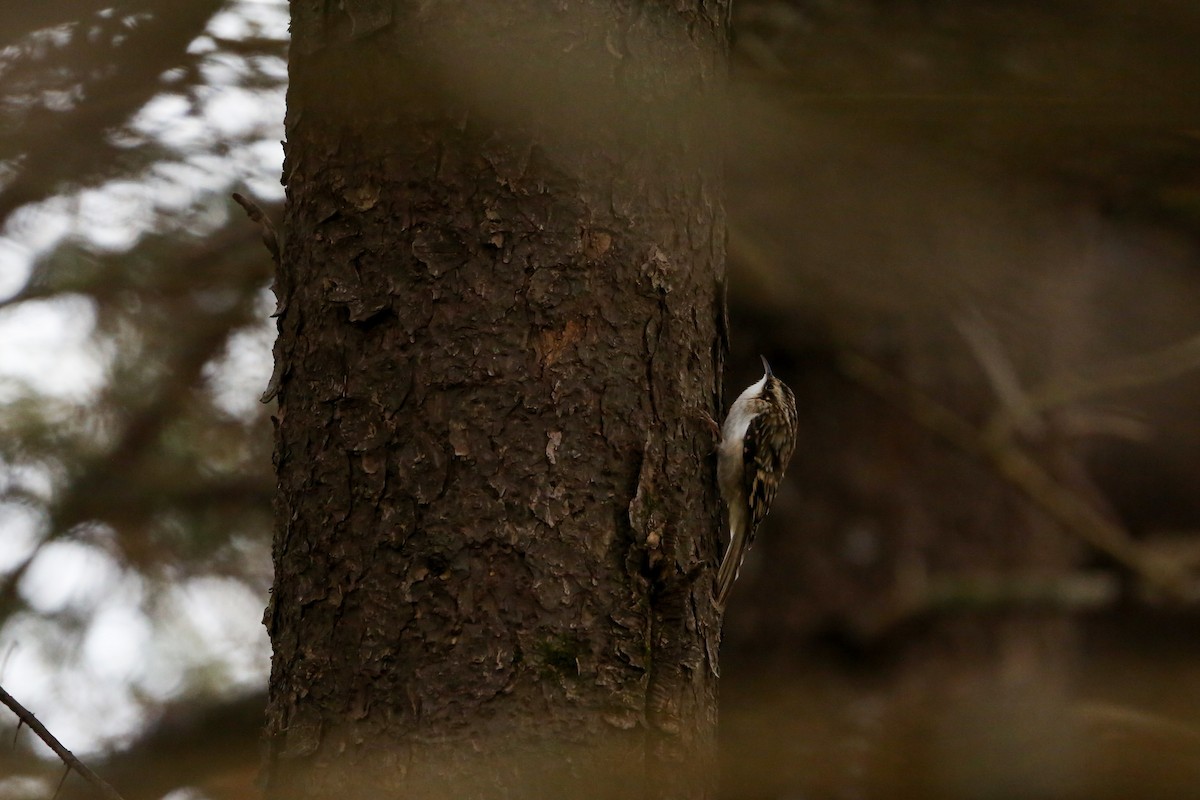 Brown Creeper - ML645237766
