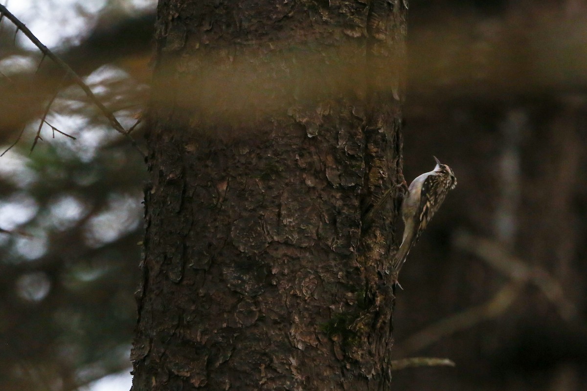 Brown Creeper - ML645237770