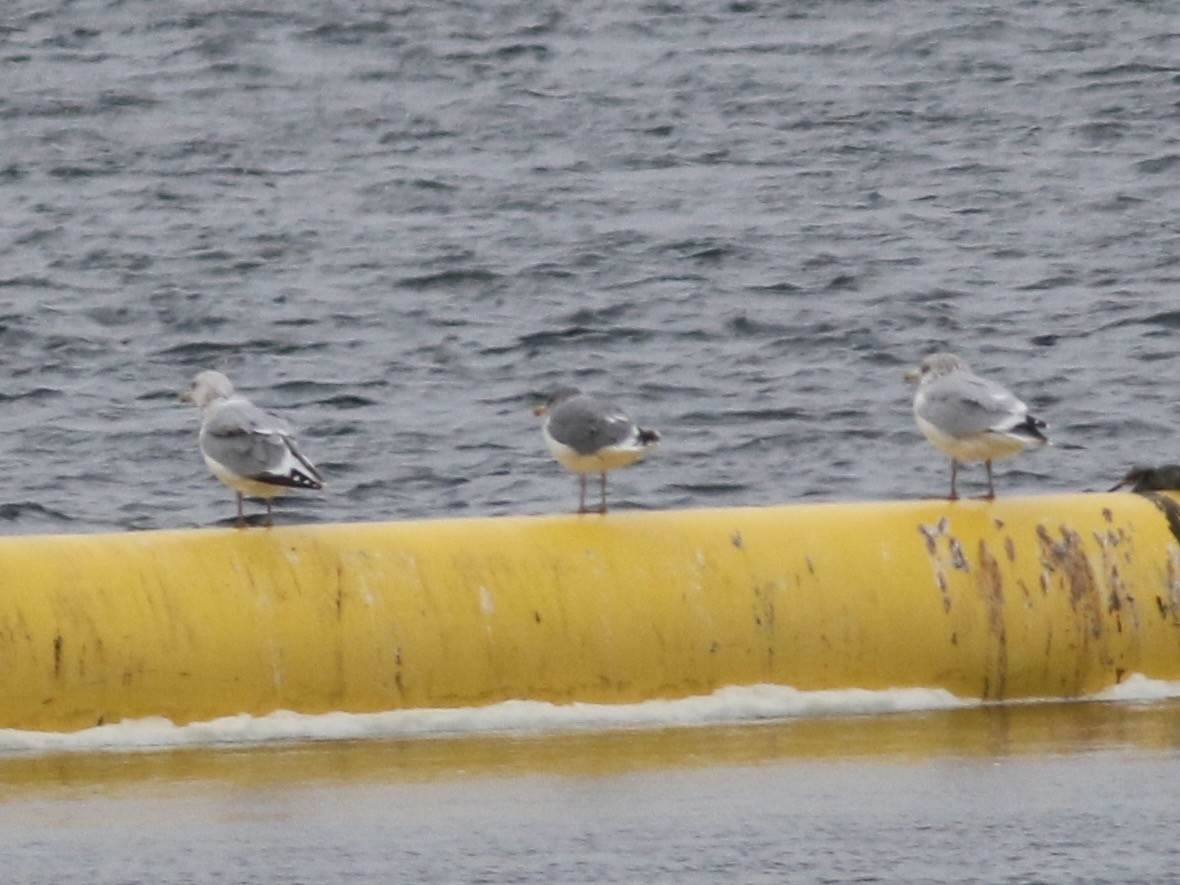 American Herring x Lesser Black-backed Gull (hybrid) - ML645237774