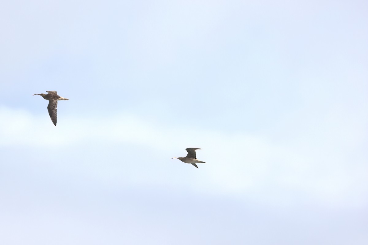 Bristle-thighed Curlew - ML645237775