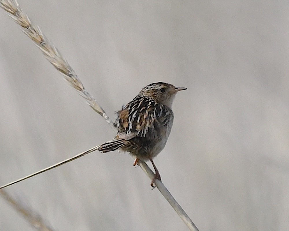 Pampazaunkönig (hornensis/falklandicus) - ML645237776