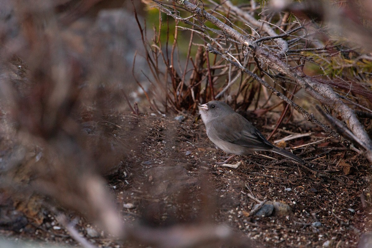 Dark-eyed Junco - ML645237779