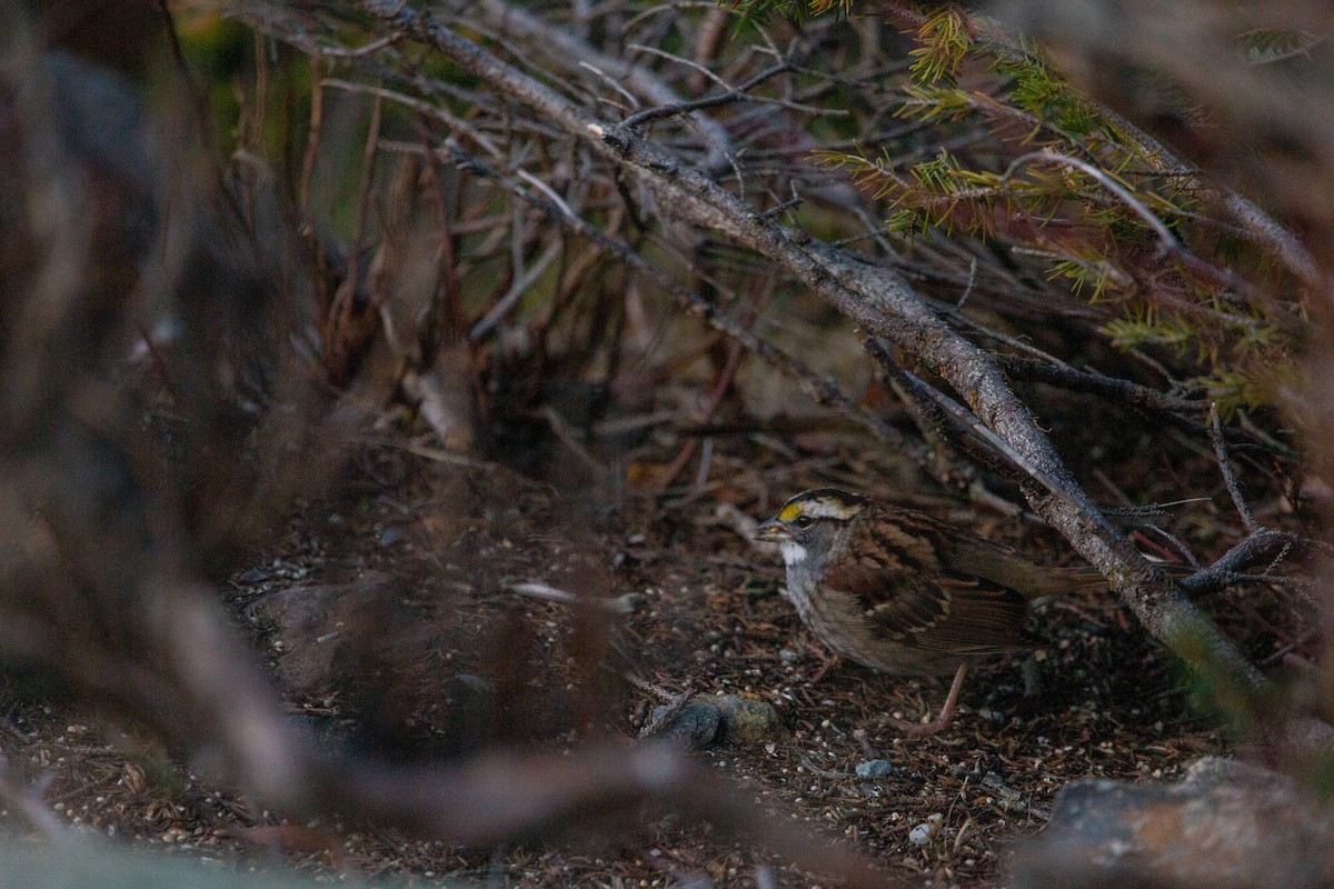 White-throated Sparrow - ML645237781