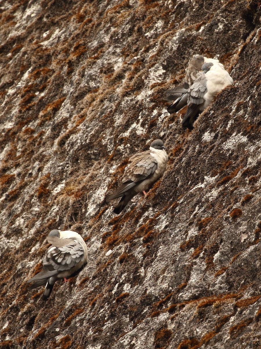 Голуб білоспинний - ML645237784