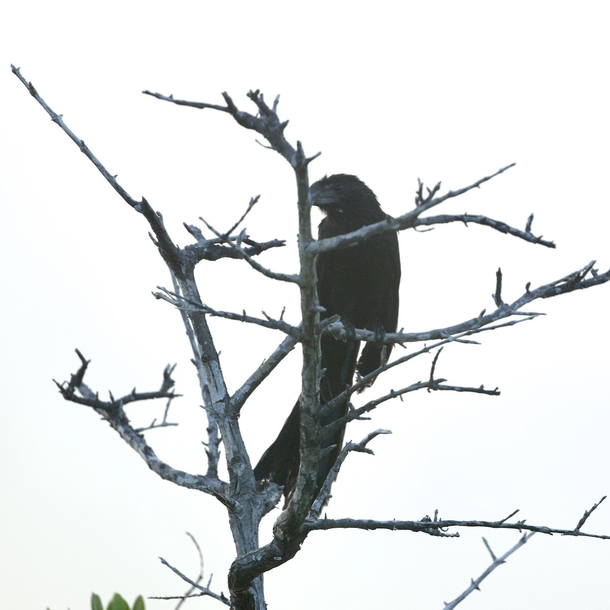 Smooth-billed Ani - ML645237785