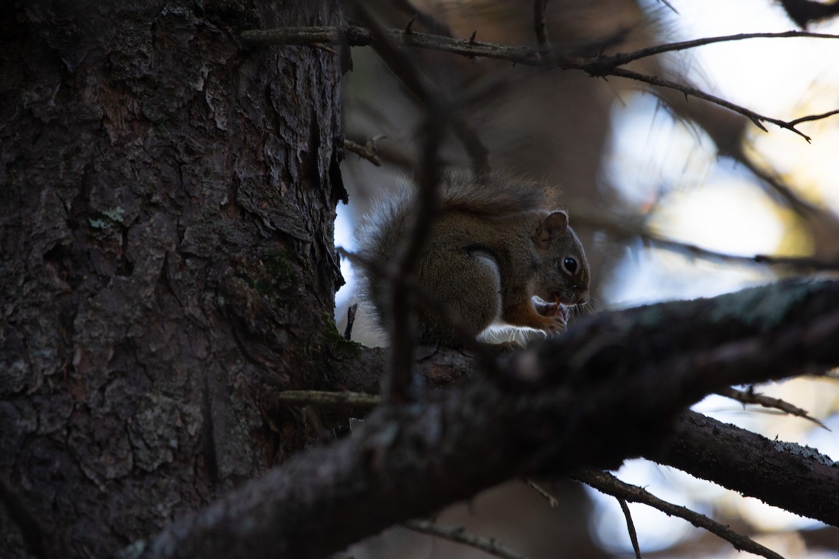 American Red Squirrel - ML645237793