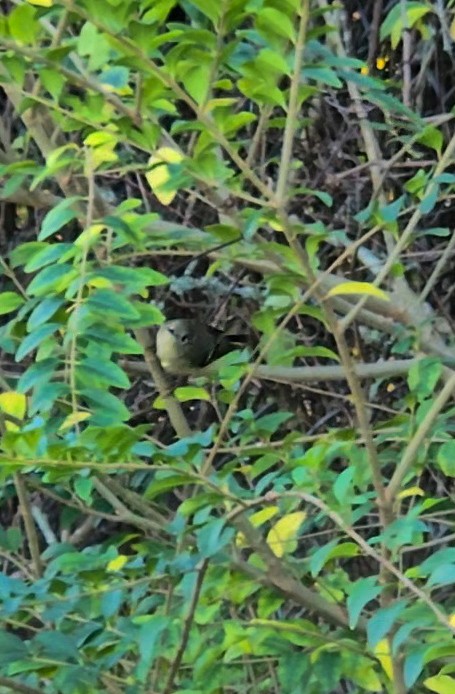 Ruby-crowned Kinglet - ML645237802