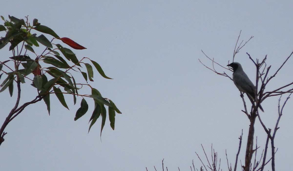 Black-faced Cuckooshrike - ML645237805