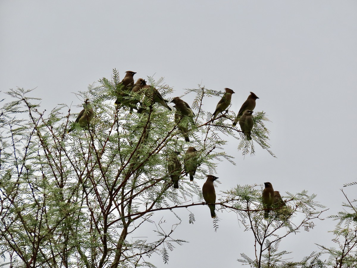 Cedar Waxwing - ML645237816