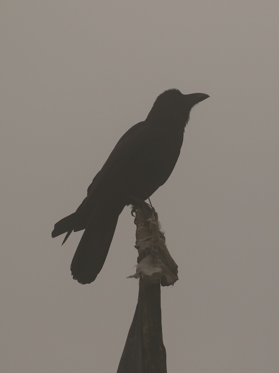 Large-billed Crow (Large-billed) - ML645237818