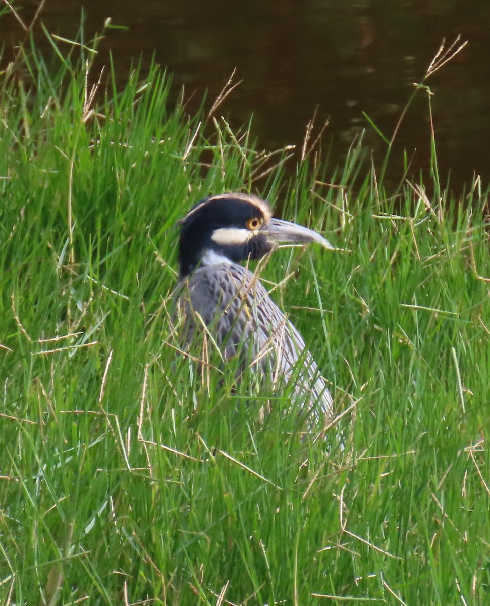 Квак чорногорлий - ML645237831