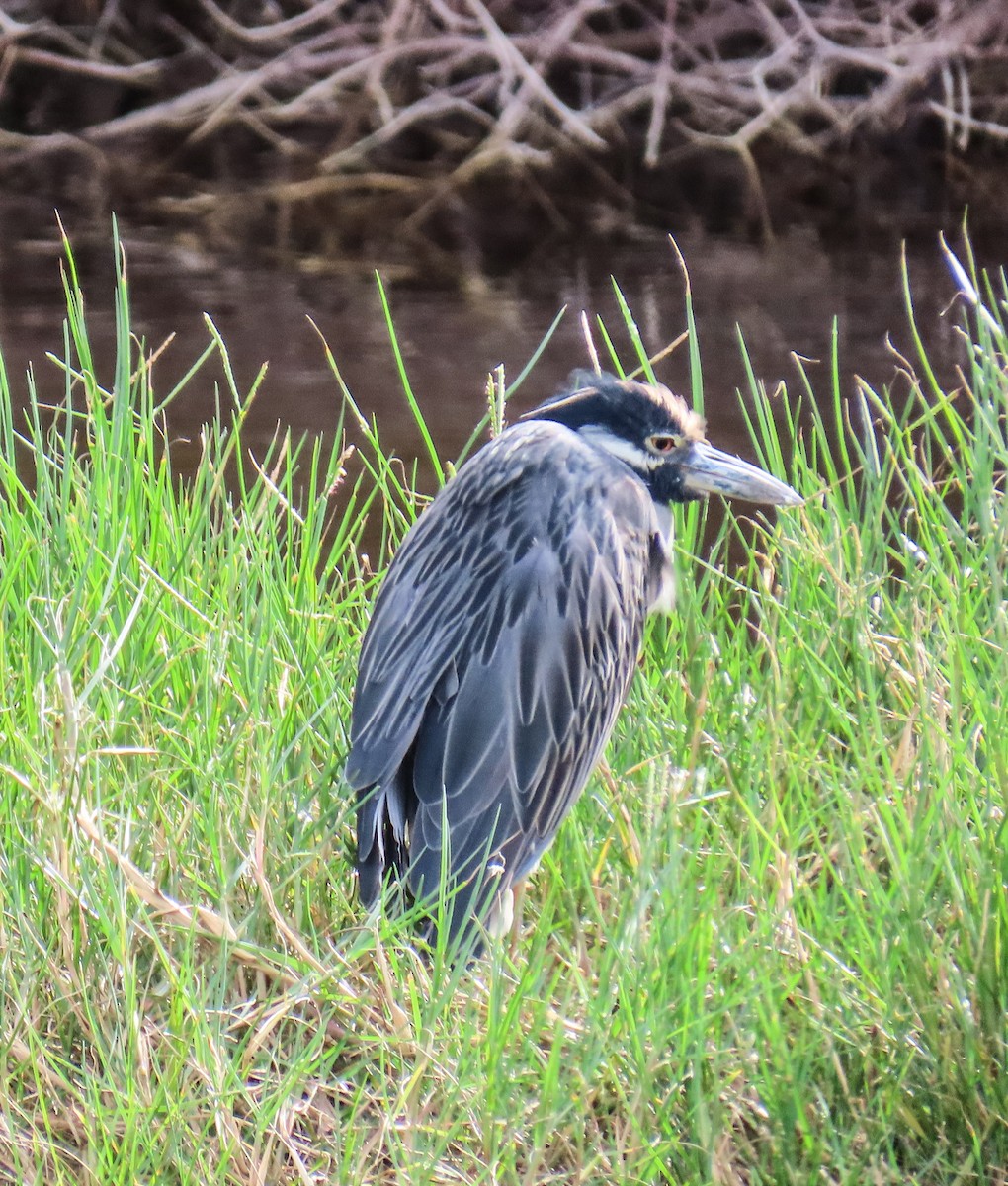 Квак чорногорлий - ML645237832