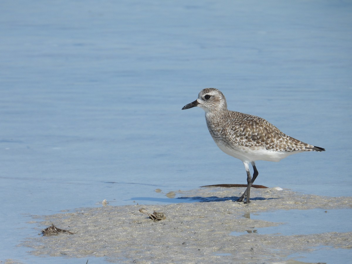 ダイゼン - ML645237834