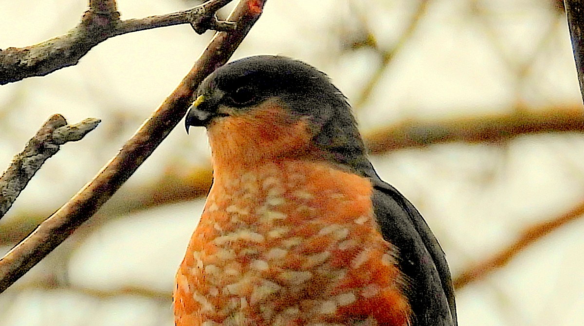 Sharp-shinned Hawk - ML645237835