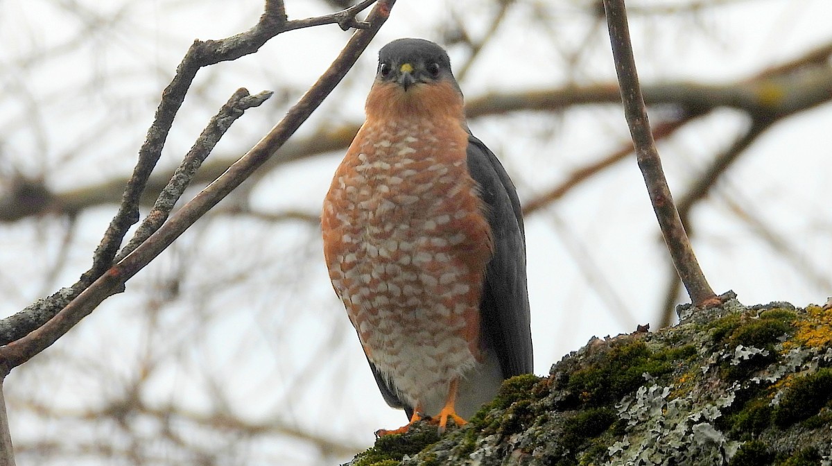 Sharp-shinned Hawk - ML645237836
