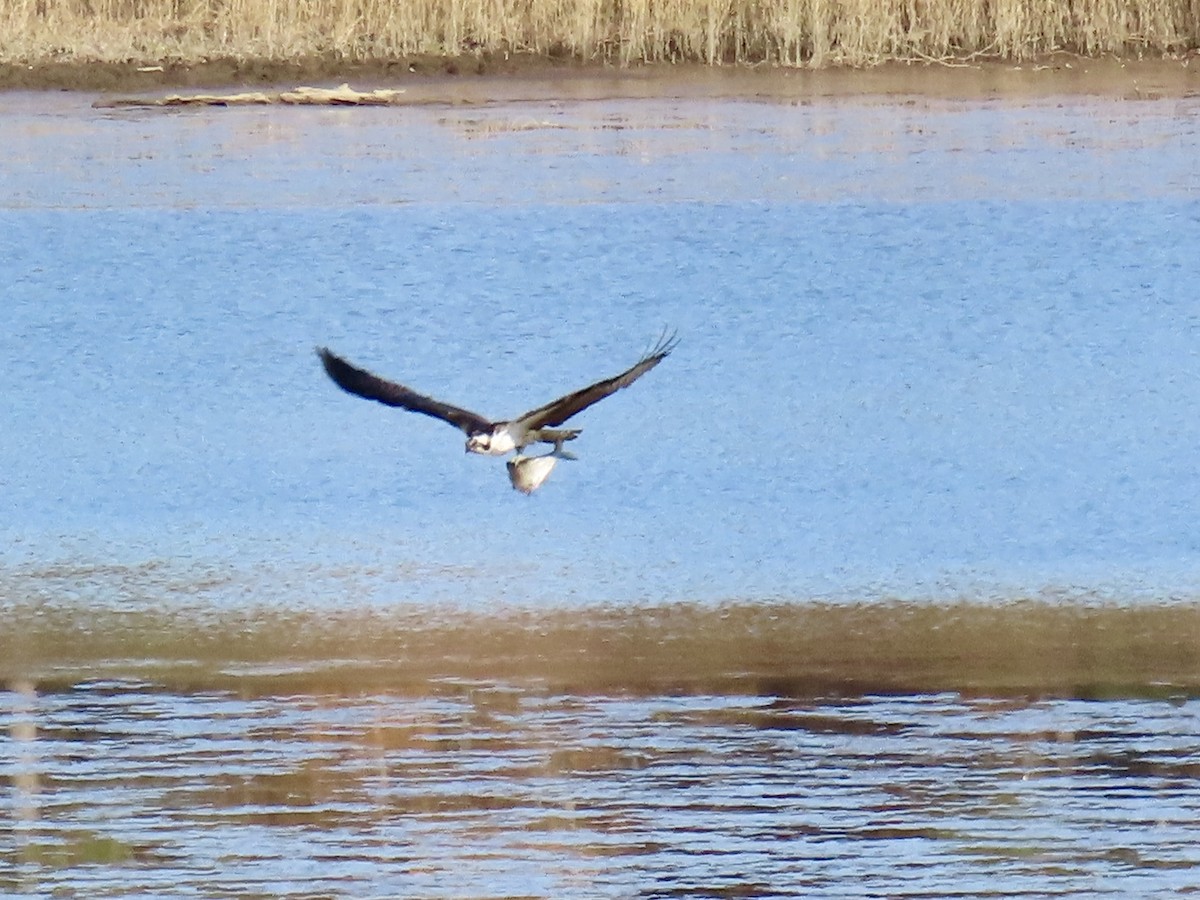 Falco pescatore - ML645237840