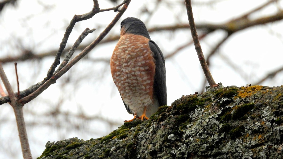 Sharp-shinned Hawk - ML645237841