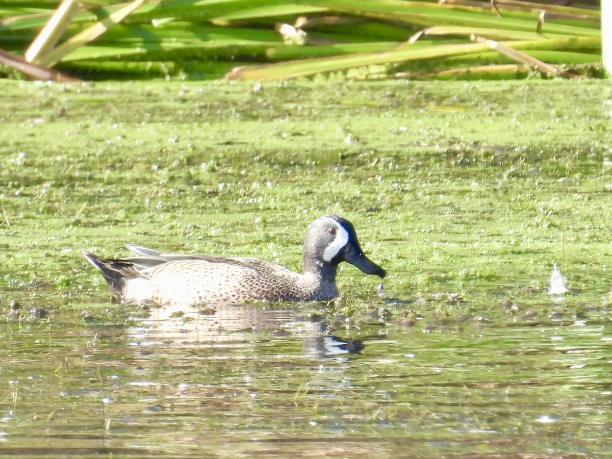 čírka modrokřídlá - ML645237843