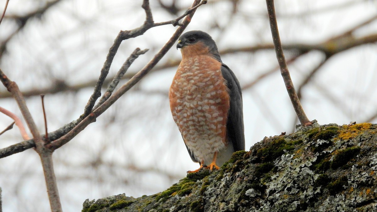Sharp-shinned Hawk - ML645237844