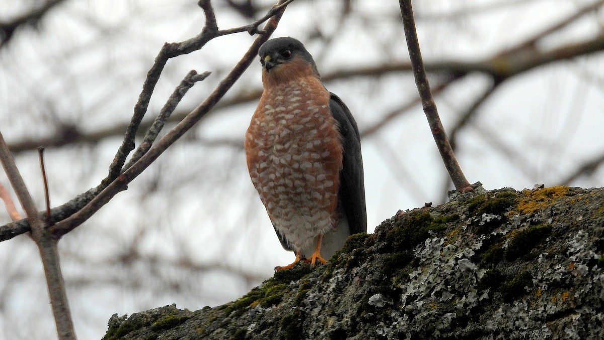 Sharp-shinned Hawk - ML645237847