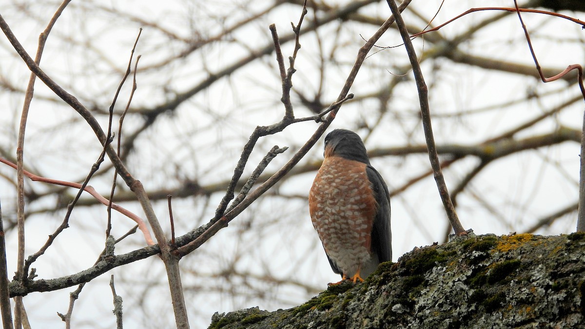 Sharp-shinned Hawk - ML645237850