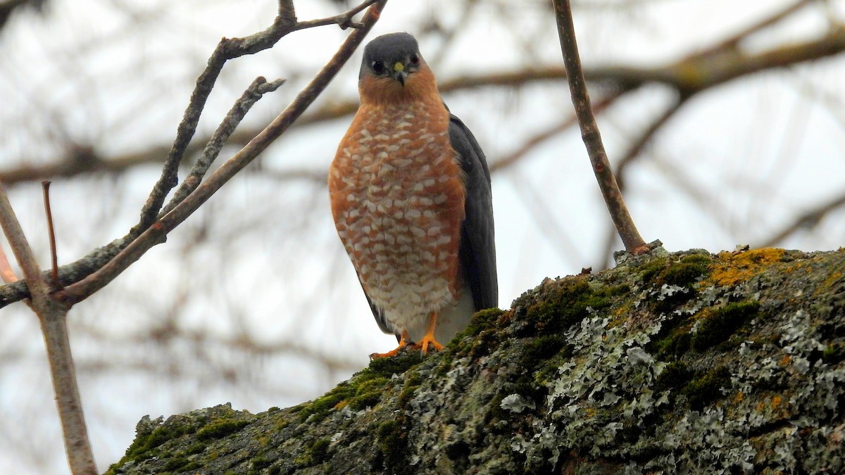 Sharp-shinned Hawk - ML645237852