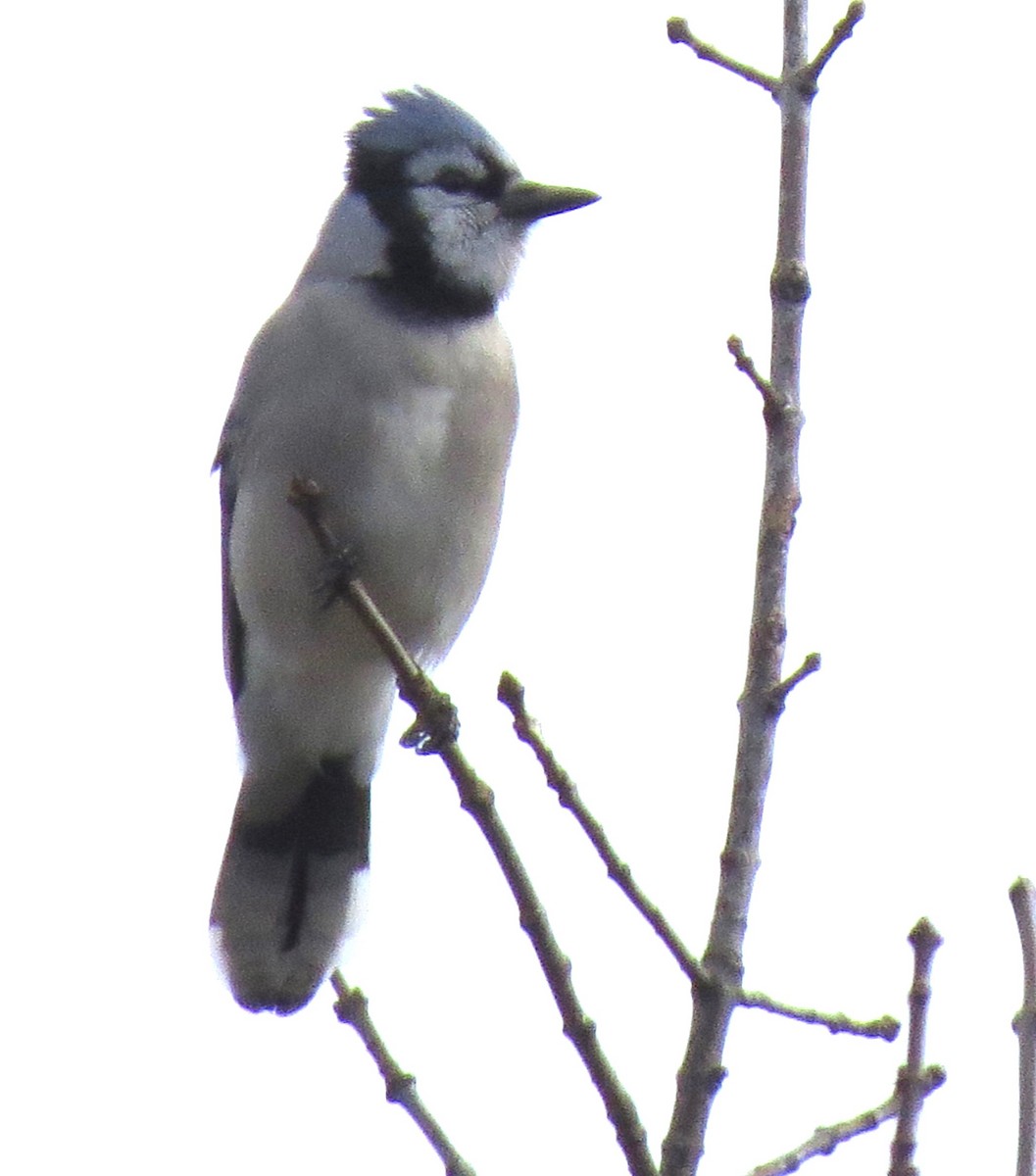 Blue Jay - ML645237855