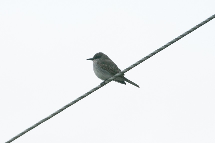 Gray Kingbird - ML645237859