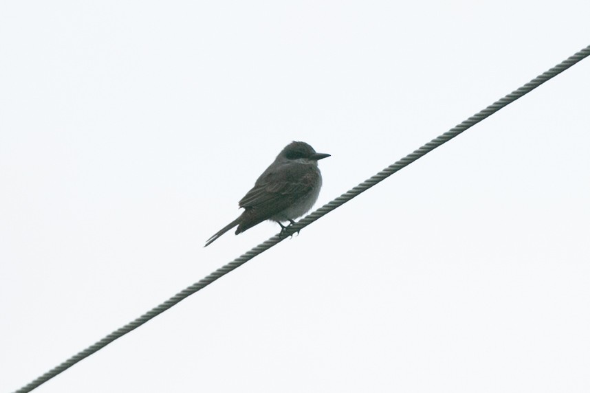 Gray Kingbird - ML645237860