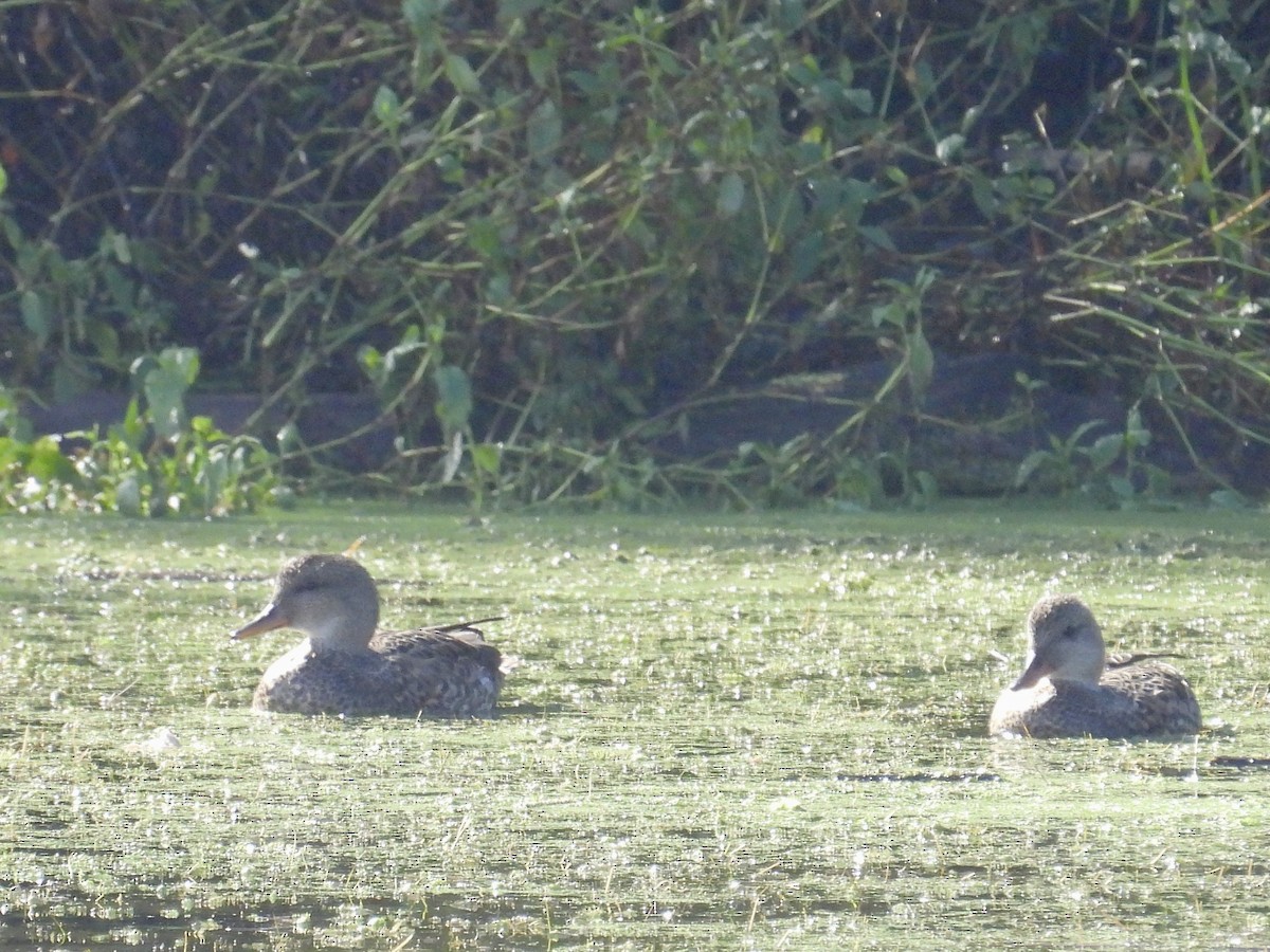 Нерозень - ML645237863