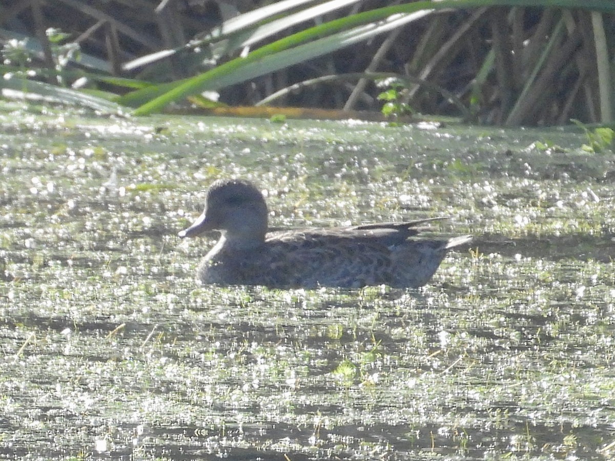 Нерозень - ML645237864