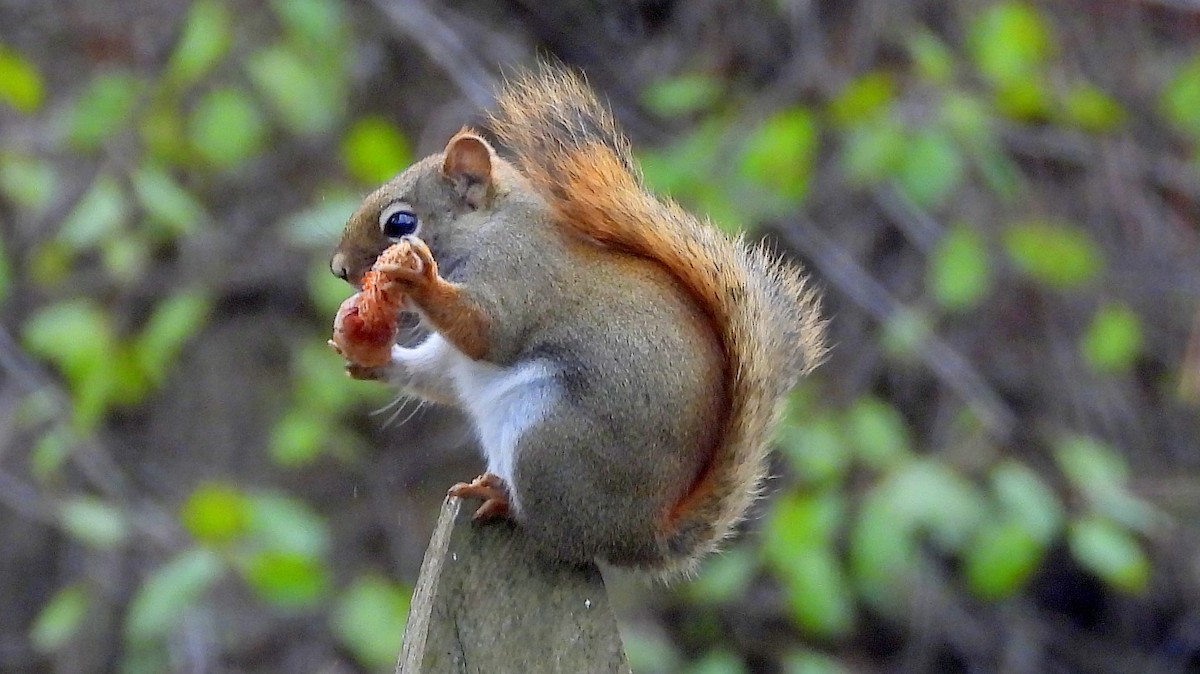 Animals - ML645237868